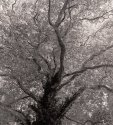 Sycamore Tree