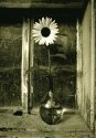 Sunflower -1