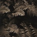 Ferns 2 (print)