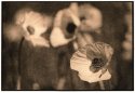 Poppies