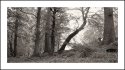 WOODLAND AT CLOGHLEAGH