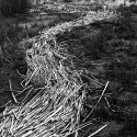 Reed Trail