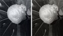 Variotone for comparsion only