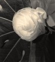 Ranunculus