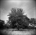 Tree Phoenix Park