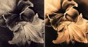 Lith-Comparsion Kentmere WT vs. Fomatone