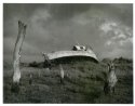 High & Dry