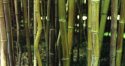 Bamboo-zilla