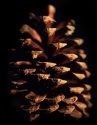 Pinus Jefferyi