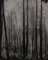 Burnt Trees, Yosemite