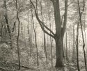 Late Afternoon Light, Eagle Creek