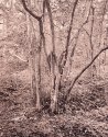 Crackley Woods, Kenilworth