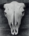Buffalo Skull