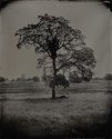 Oak Tree, El Dorado