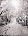 Snow scene