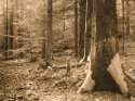 lithtrees1