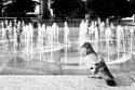 Bird Bath