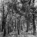 Donadea Forest