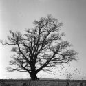 Pigeons and the old oak