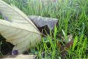 Pinhole-038