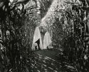 The Ghosts of the Corn Maze