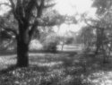 Fresnel's garden