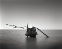 Old Cypress tree,Lake Ponchartrain Louisiana