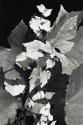 wineleaf