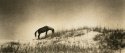 Horses of Corolla