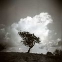 Phoenix Park tree