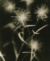 fun with photograms 1