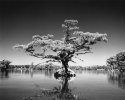Cypress / Superpan