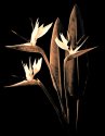 bird-of-paradise flowers