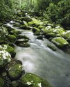 Forney_Creek008