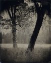 Oaks, Yosemite Valley