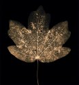 Autumn Leaves  #3  Ash Leaf Maple