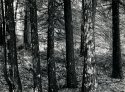 The White Pines