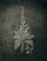Common Mullein