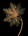 Autumn Leaves #6 Anemone