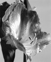 Flower001