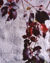 Vine on Stucco