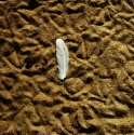 Gull Feather