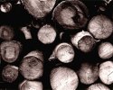 Wood Pile