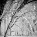 Leaning Tree