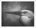 Bromoil Print