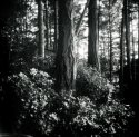 hornby island B.C.