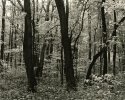 trail at Ohiopyle