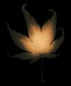 Autumn Leaves #7 Japanese Maple
