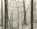 Trees in Fog, Eagle Creek