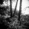 hornby island trees